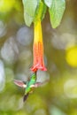 Buff-winged Starfrontlet - Coeligena lutetiae Royalty Free Stock Photo