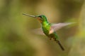 Buff-winged Starfrontlet - Coeligena lutetiae Royalty Free Stock Photo