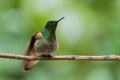 Buff-winged Starfrontlet - Coeligena lutetiae