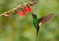 Buff-winged Starfrontlet - Coeligena lutetiae  hummingbird in the brilliants, tribe Heliantheini in subfamily Lesbiinae, found in Royalty Free Stock Photo