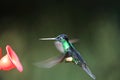 Buff-winged Starfrontlet Royalty Free Stock Photo