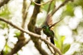 Buff-winged starfrontlet sitting on branch, hummingbird from mountains, Colombia, Nevado del Ruiz,bird perching in garden with out