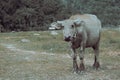 Buffallo Royalty Free Stock Photo