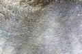 buffallo skin background Royalty Free Stock Photo