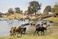 Buffallos and cattle coming to water Royalty Free Stock Photo