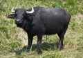 Buffalo