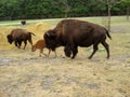 Buffalo