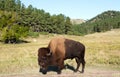 Buffalo