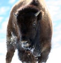 Buffalo