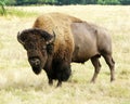 Buffalo Royalty Free Stock Photo