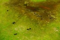 Buffalo in aerial landscape in Okavango delta, Botswana. Lakes and rivers, view from airplane. Green vegetation in South Africa. T