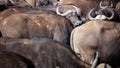 Buffalo Africa Migration Herd Animals