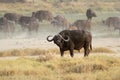 Buffalo against the background of herd