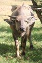 Buffalo, Agriculture,farm,rice ,Thai farmers,Dipterocarpus alatus