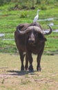 Buffalo at amboseli national park, kenya Royalty Free Stock Photo