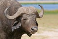 Buffalo at amboseli national park, kenya Royalty Free Stock Photo
