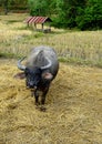 Buffalo animal in the rice paddy fields after harvest in autumn in Thailand Royalty Free Stock Photo