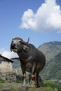 The buffalo in Annapurana area