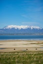 Buffalo at Antelope Island State Park in Utah Royalty Free Stock Photo