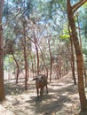 A buffalo appears in the chir pine forest in Fatumaca, Timor-Leste. Royalty Free Stock Photo