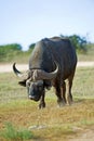 Buffalo Approach Royalty Free Stock Photo