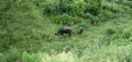 Buffalo and buffalo baby eat grass. Royalty Free Stock Photo