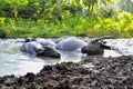 Buffalo bathed in mud puddles