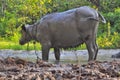 Buffalo bathed in mud puddles