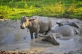 Buffalo bathed in mud puddles