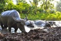 Buffalo bathed in mud puddles