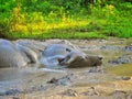 Buffalo bathed in mud puddles