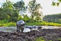 Buffalo bathed in mud puddles