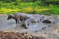 Buffalo bathed in mud puddles