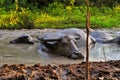 Buffalo bathed in mud puddles