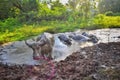 Buffalo bathed in mud puddles