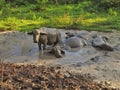 Buffalo bathed in mud puddles