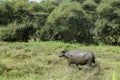 Buffalo bathing in mud in an empty field during the day