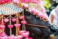 Buffalo beauty in thai beginning of Buddhist Lentl