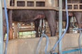 Buffalo being milked by milker machine