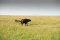 Buffalo Royalty Free Stock Photo