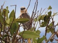 Buffalo Bird