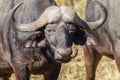 Buffalo Bird Detail Wildlife