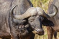 Buffalo Bird Nose Clean Wildlife