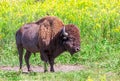 Buffalo and a Bird, A Symbiotic Relationship