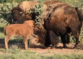 Buffalo Bison calf and mother sparring Royalty Free Stock Photo