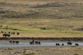 Buffalo Bison crossing a river in Lamar Valley Yellowstone Royalty Free Stock Photo
