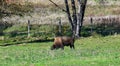 Buffalo bison grazing in field Royalty Free Stock Photo