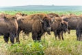 Buffalo (Bison) grazing on North Dakota prairie