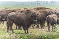 Buffalo (Bison) grazing on prairie