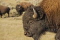 Buffalo Bison in Lamar Valley Yellowstone Royalty Free Stock Photo